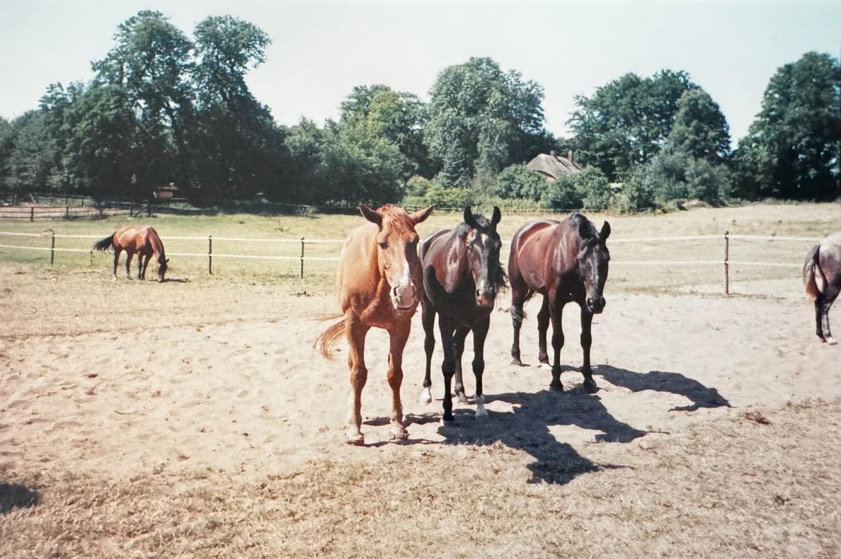 Drei Pferde auf der Koppel von Gut Silk
