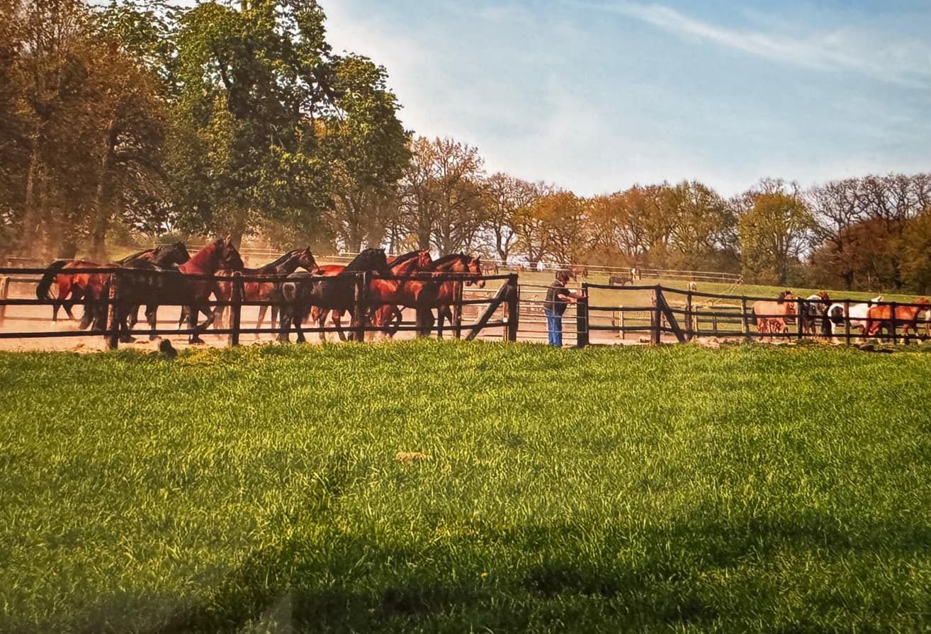 Pferdeherde auf der Koppel