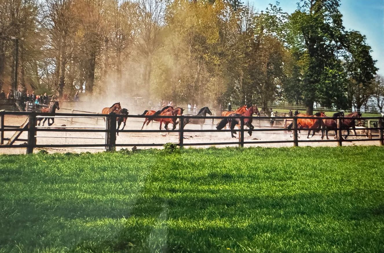 Pferde in Bewegung auf der Koppel