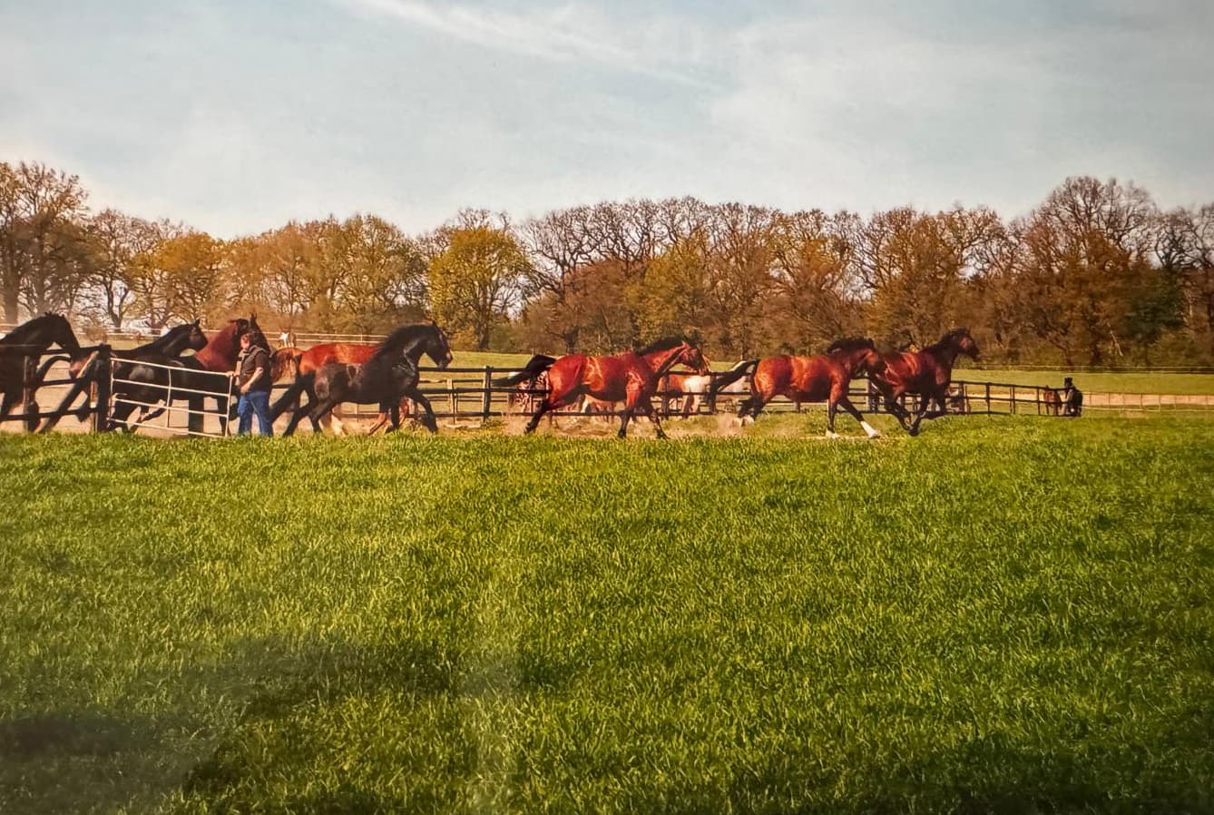 Pferde entlang des Zauns auf der Weide