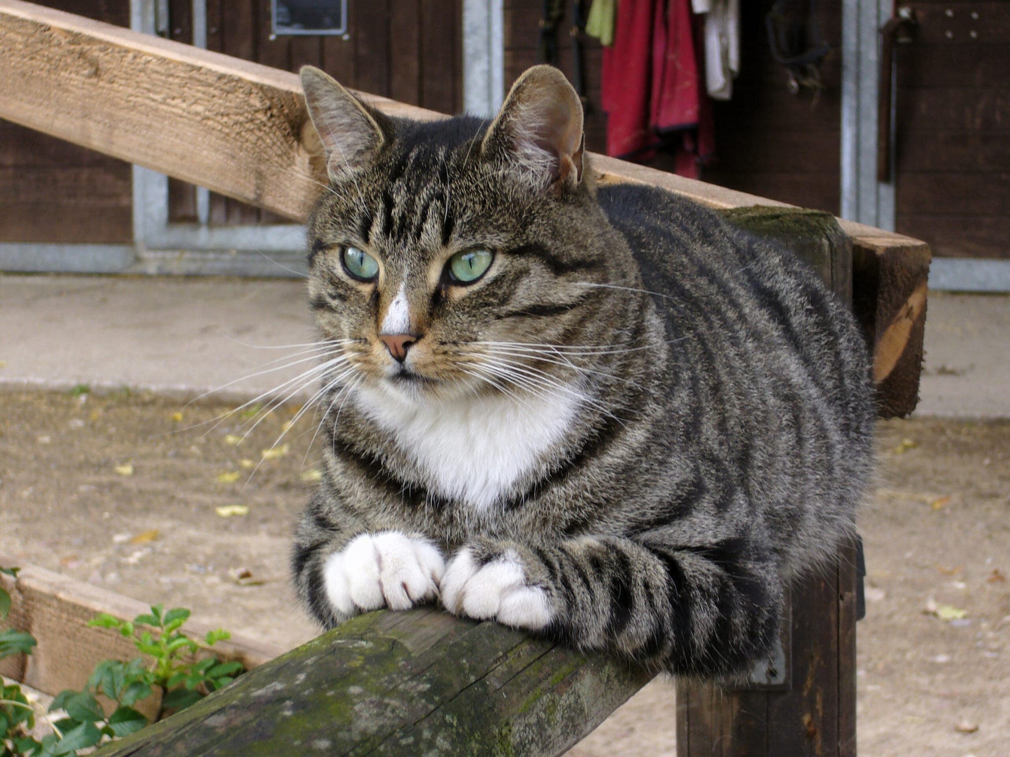 Kater Paulchiko auf Gut Silk