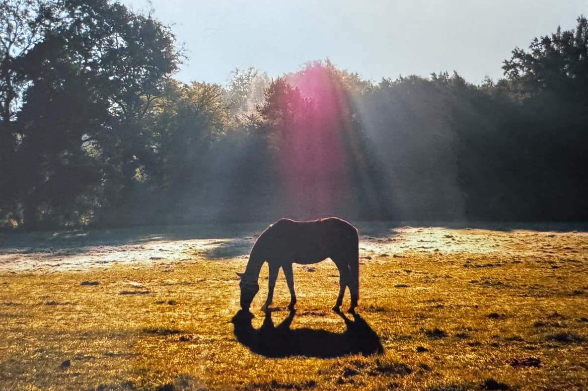 Pferd im Gegenlicht auf einer Weide von Gut Silk
