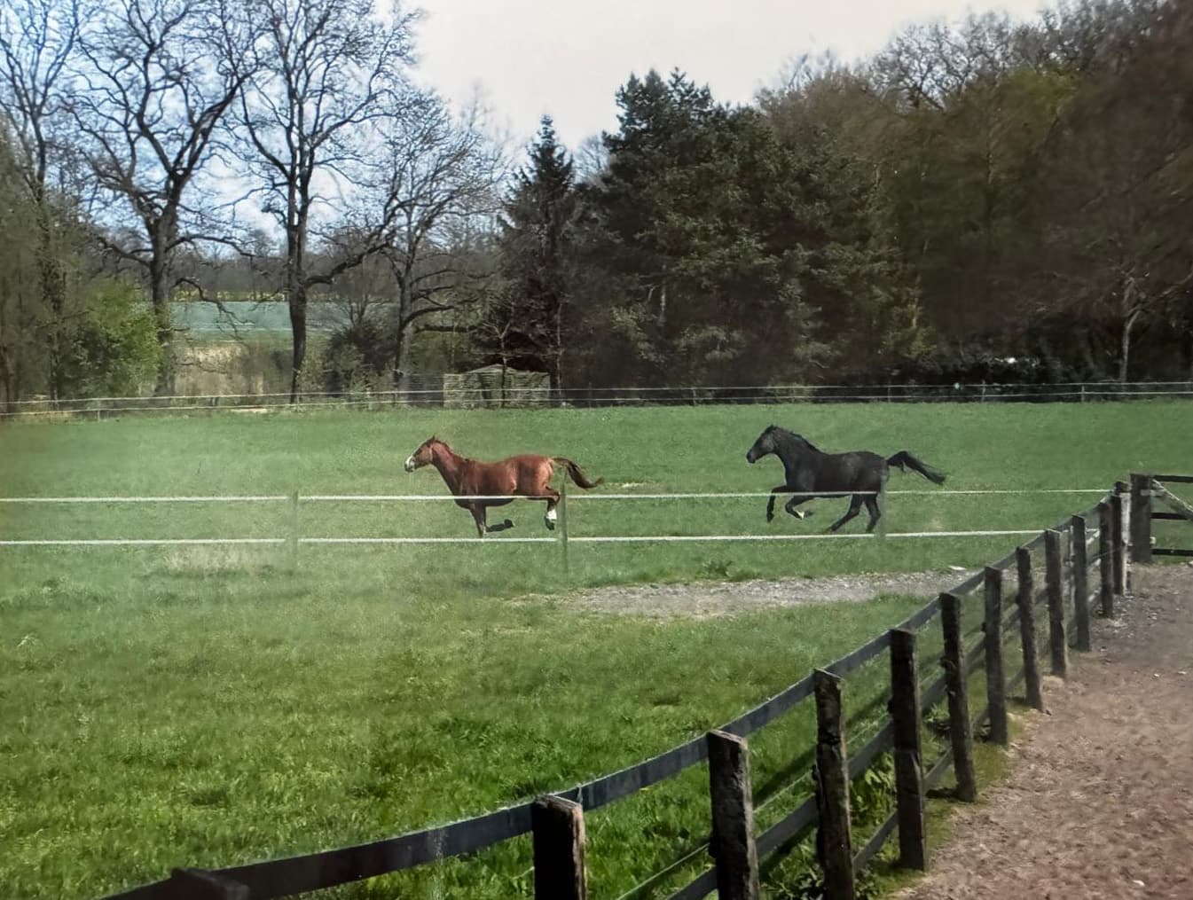 Pferde auf der Weide von Gut Silk