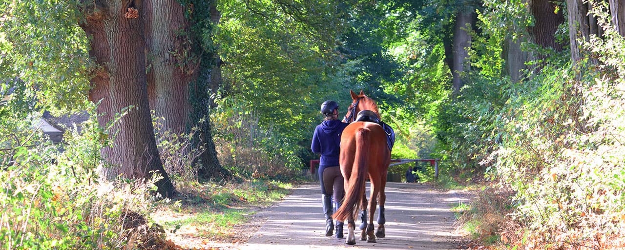 Spaziergang mit Pferd am Sachsenwald