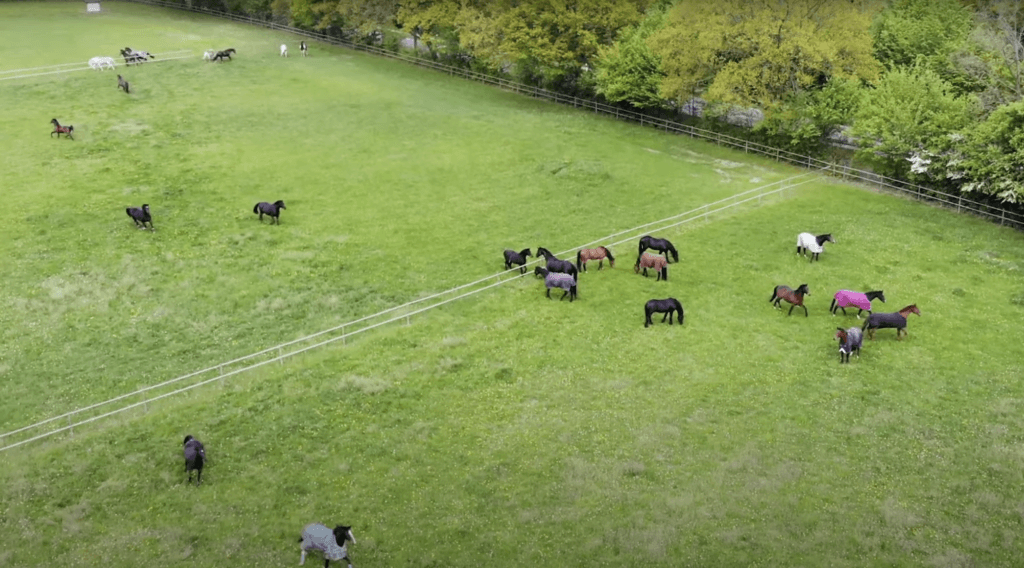 Pferde auf den Weiden von Gut Silk